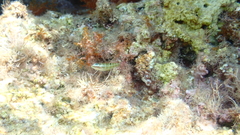 Thalassoma pavo