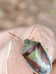 Piezodorus lituratus