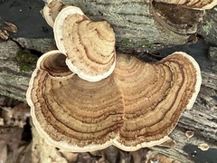 Stereum fasciatum