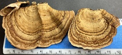 Stereum fasciatum