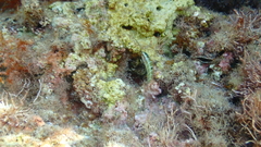 Thalassoma pavo