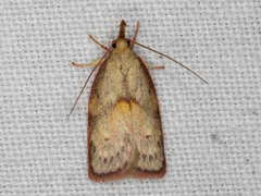 Enchocrates glaucopis
