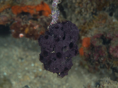 Chelonaplysilla violacea