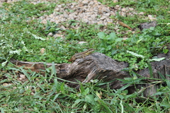 Leiocephalus cubensis