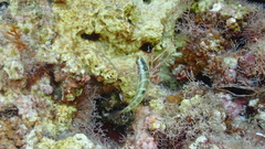 Thalassoma pavo