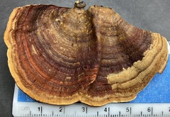 Stereum fasciatum