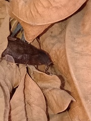 Chrysopera combinans