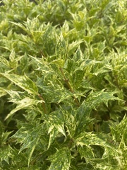 Osmanthus heterophyllus