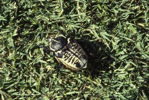 Whitemark Goliath Beetle photographed in Malawi