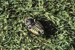 Goliathus albosignatus