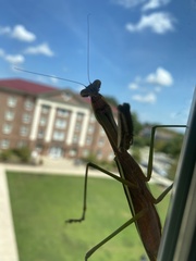 Tenodera angustipennis