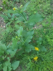 Silphium perfoliatum