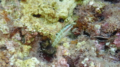 Thalassoma pavo