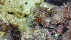 Thalassoma pavo