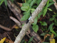Orthetrum triangulare