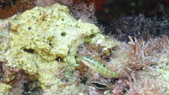 Thalassoma pavo