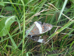 Limenitis arthemis arthemis