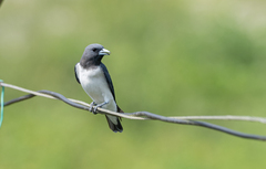 Artamus leucorynchus