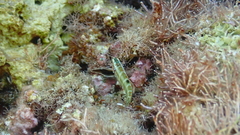 Thalassoma pavo
