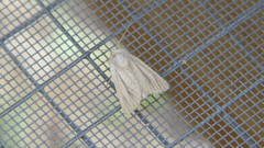 Denticucullus pygmina