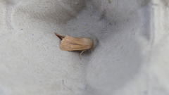 Denticucullus pygmina