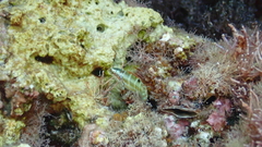 Thalassoma pavo