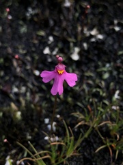 Utricularia multifida