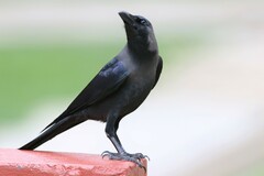 Corvus splendens