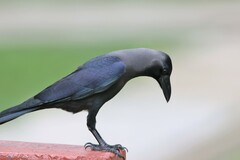 Corvus splendens