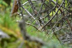 Lophophanes cristatus