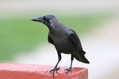 Corvus splendens