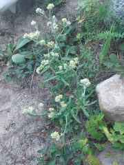 Pseudognaphalium macounii