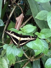 Papilionini