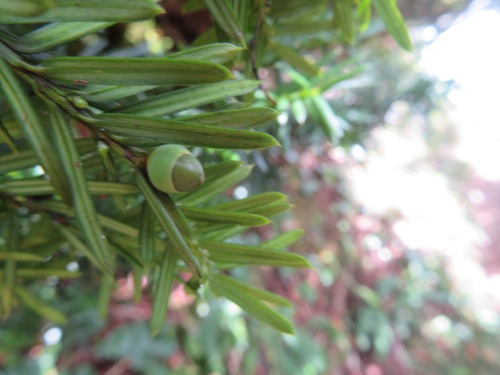 Image of Taxus cuspidata by (c) Marco Mussita, some rights reserved (CC BY)