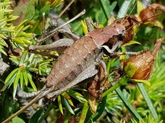 Pholidoptera macedonica