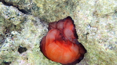 Actinia mediterranea