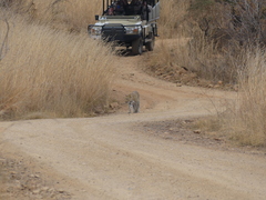 Panthera pardus pardus