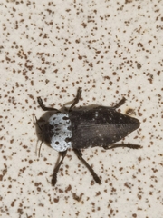 Capnodis tenebrionis