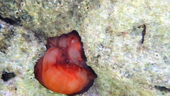 Actinia mediterranea