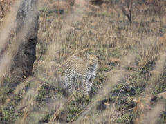 Panthera pardus pardus