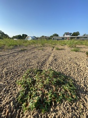 Euphorbia polygonifolia
