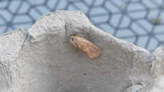 Denticucullus pygmina