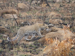 Panthera pardus pardus