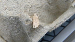 Denticucullus pygmina