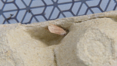 Denticucullus pygmina