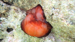 Actinia mediterranea