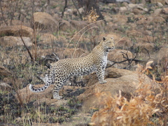 Panthera pardus pardus