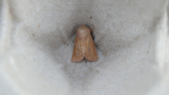 Denticucullus pygmina