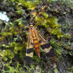 Panorpa japonica