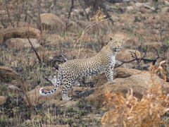 Panthera pardus pardus